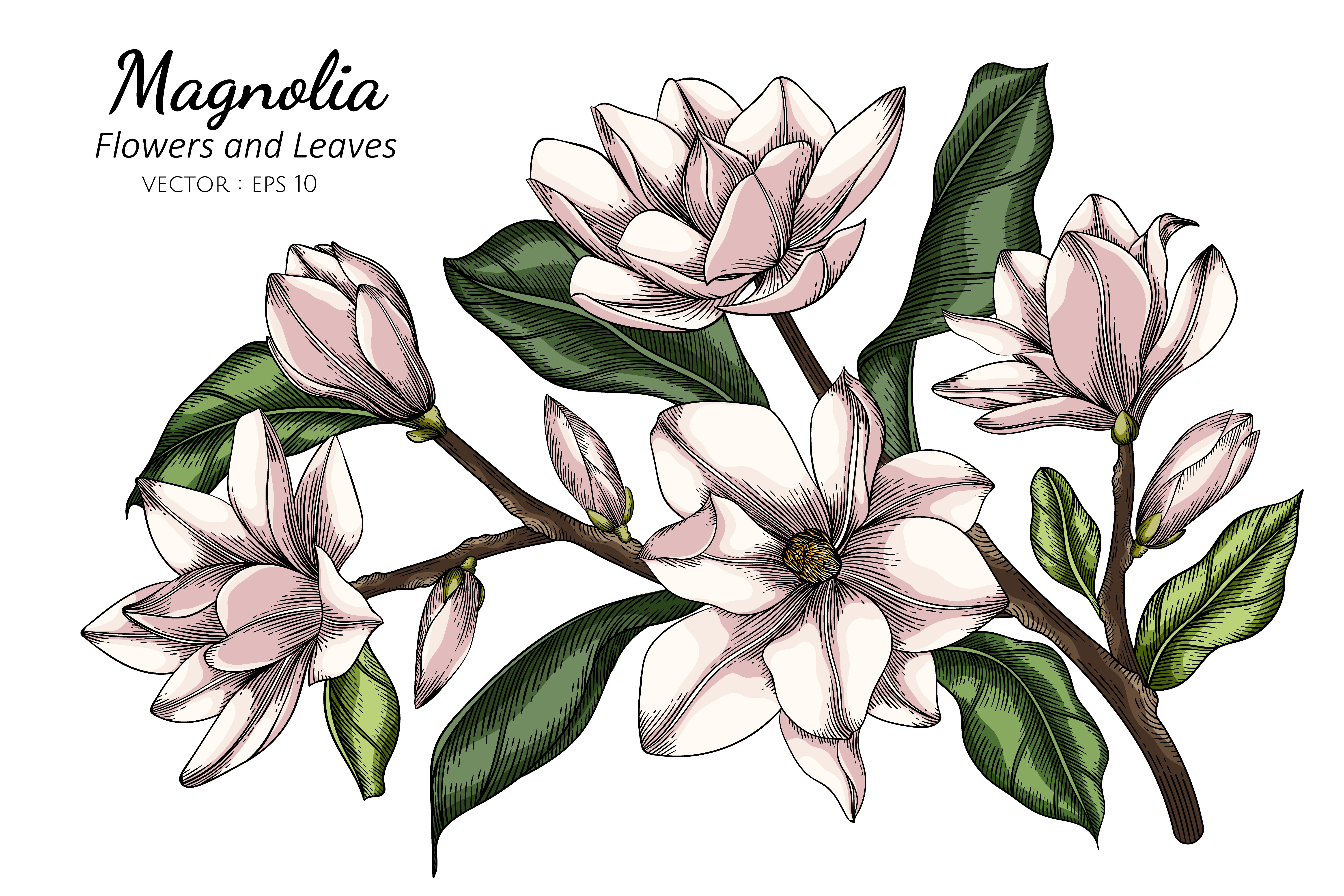 White Magnolia Flowers and Leaves Drawing 1104784 Vector Art at Vecteezy