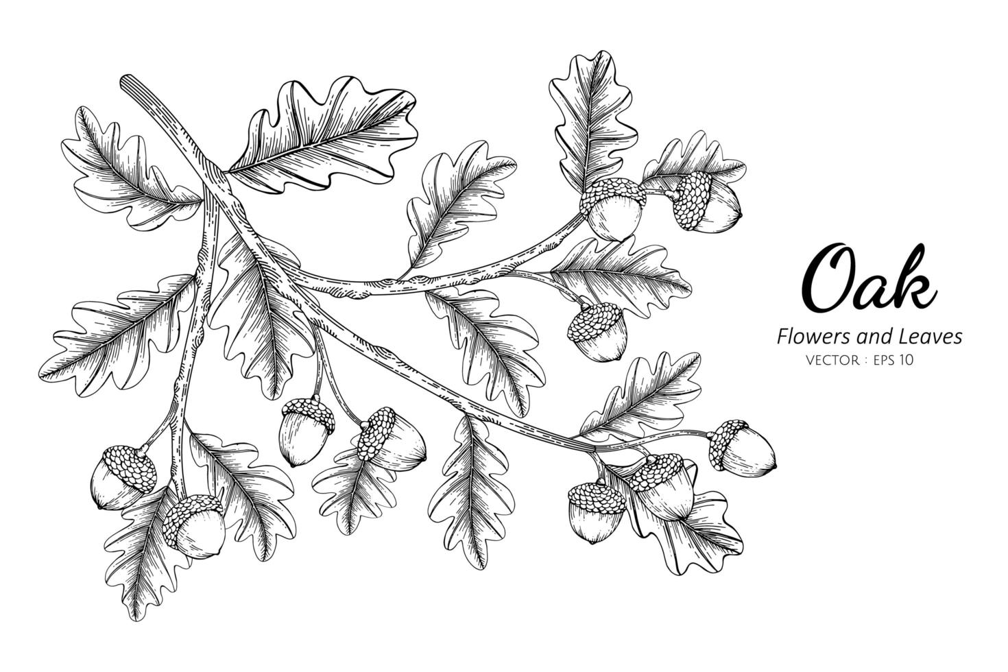 Oak Nut and Leaves Line Drawing vector