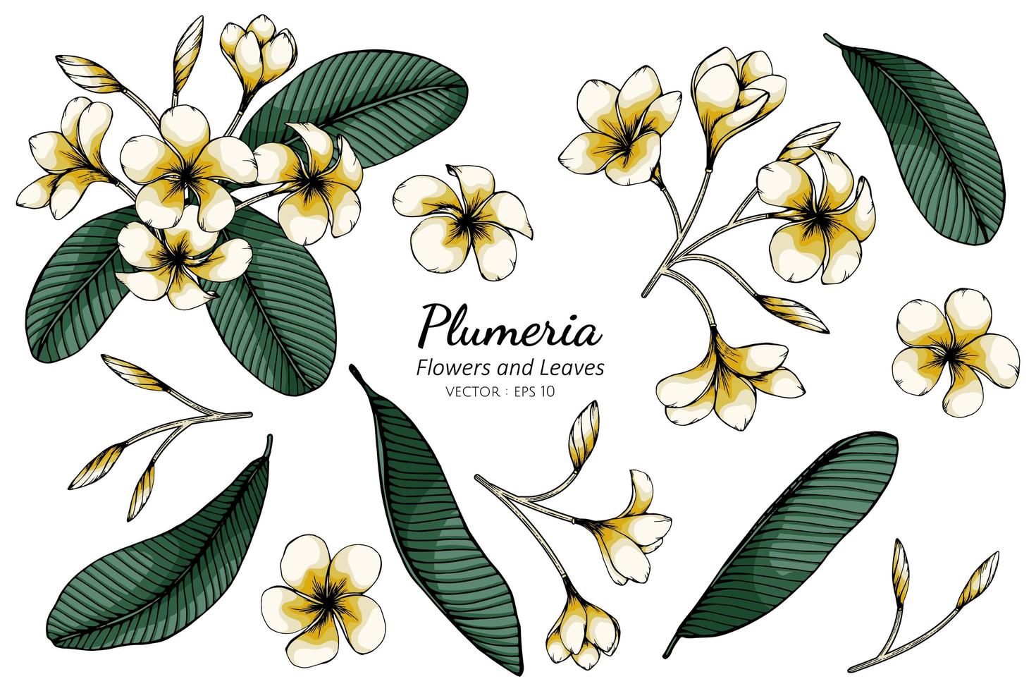 Conjunto de flores de plumeria y hojas de dibujo vector