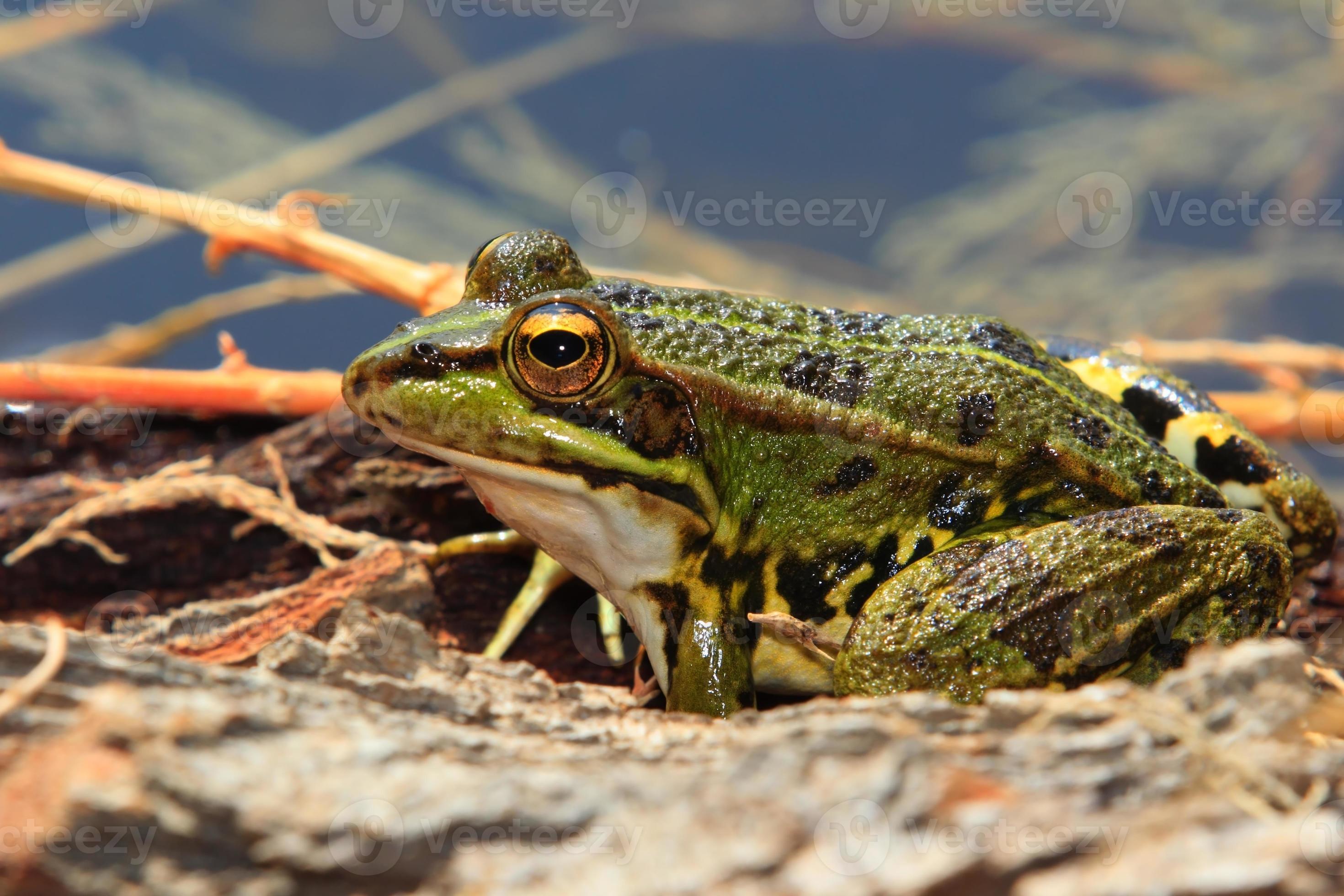 Grenouille Verte Stock Photo At Vecteezy