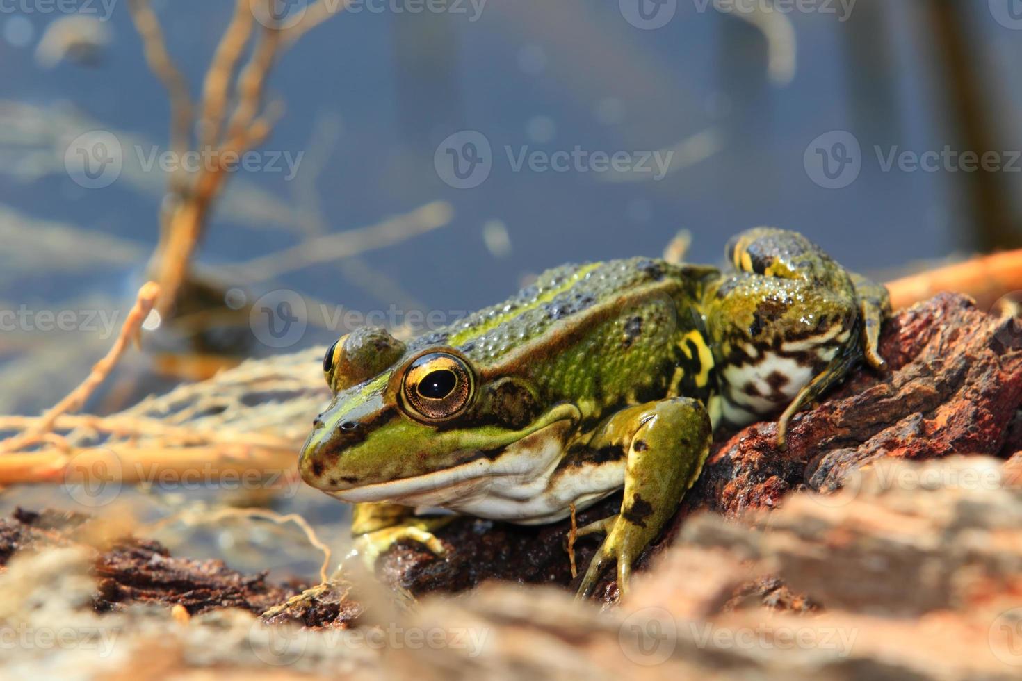 Grenouille Verte De Lessona Stock Photo At Vecteezy