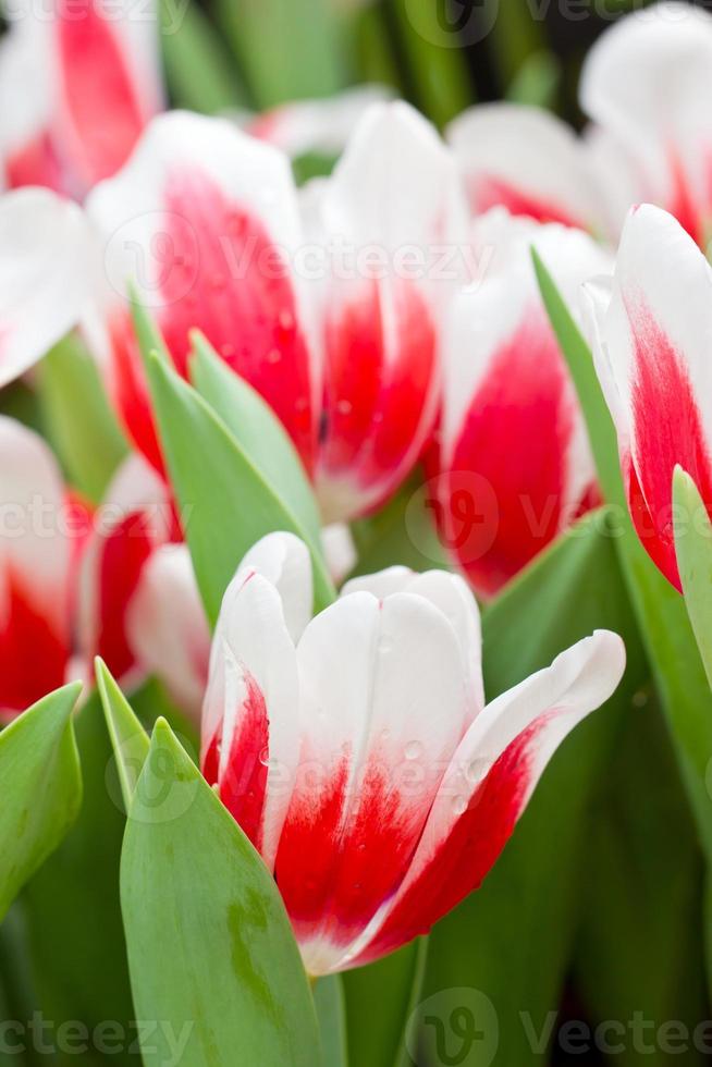 Red white tulip flowers photo