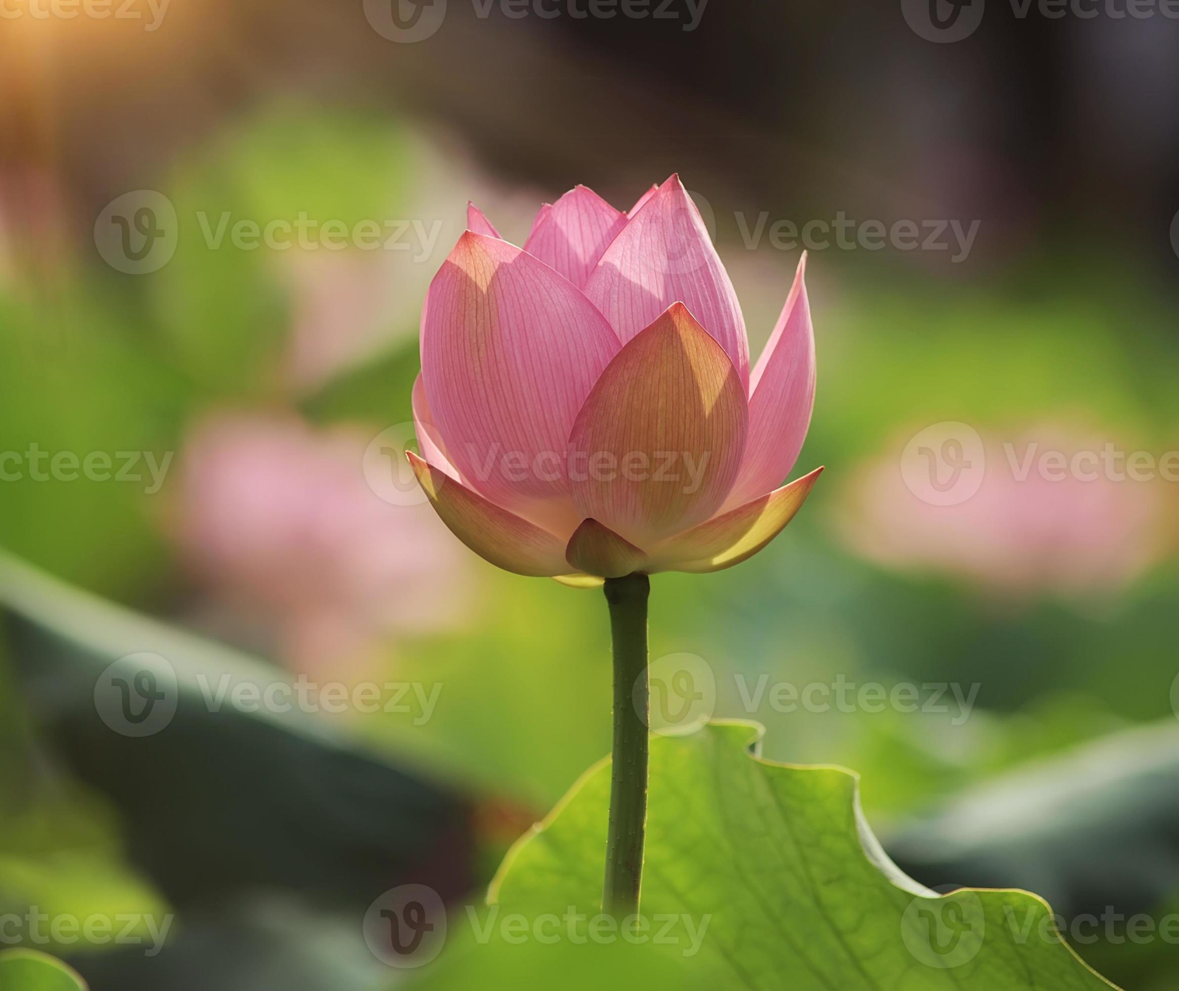 flor de loto foto