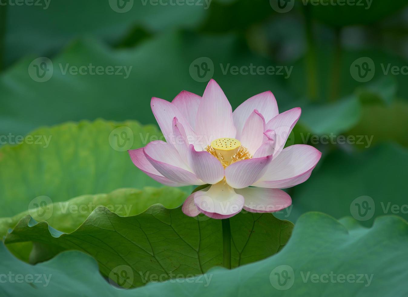 flor de loto foto