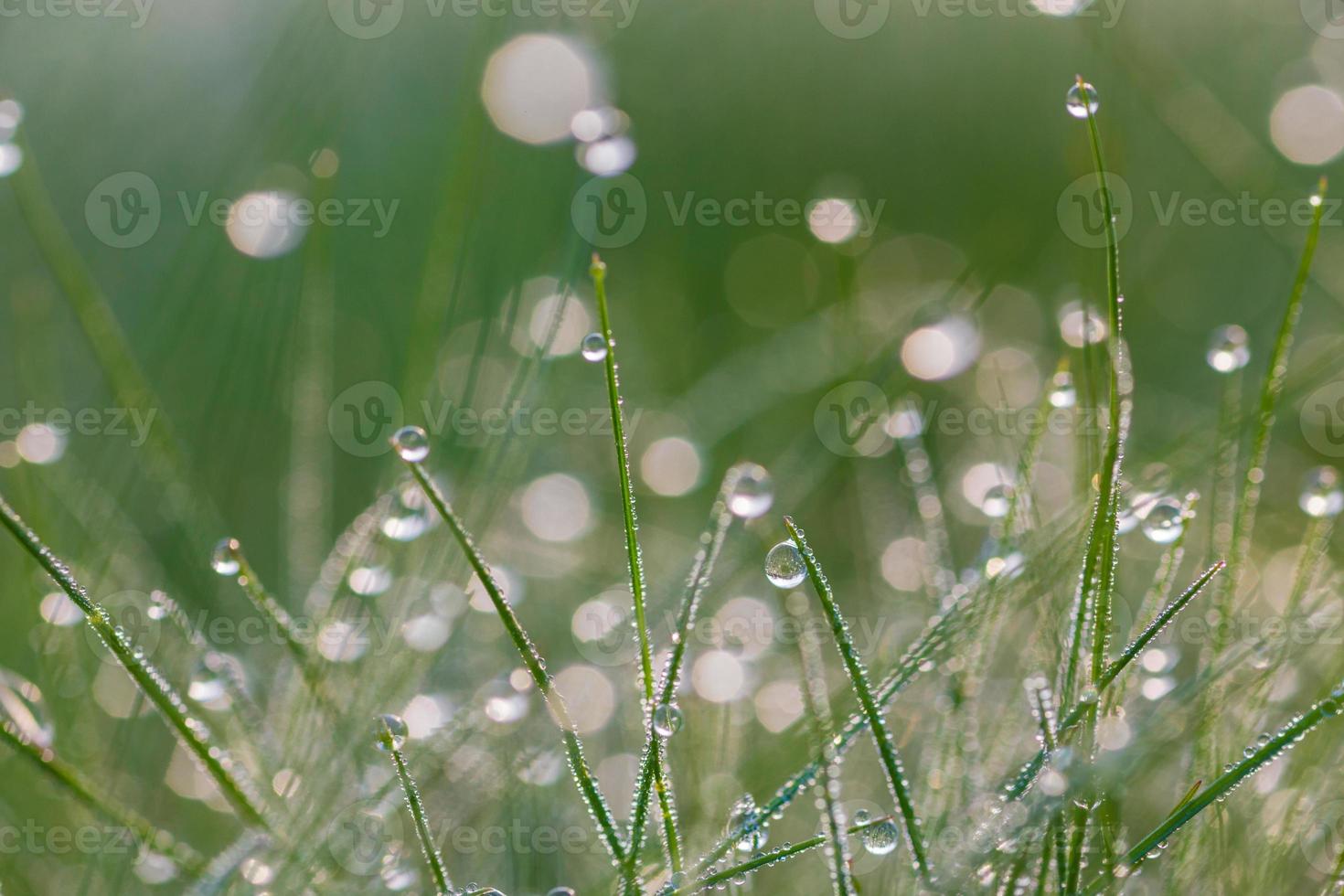 Fresh morning dew on spring grass 1106380 Stock Photo at Vecteezy