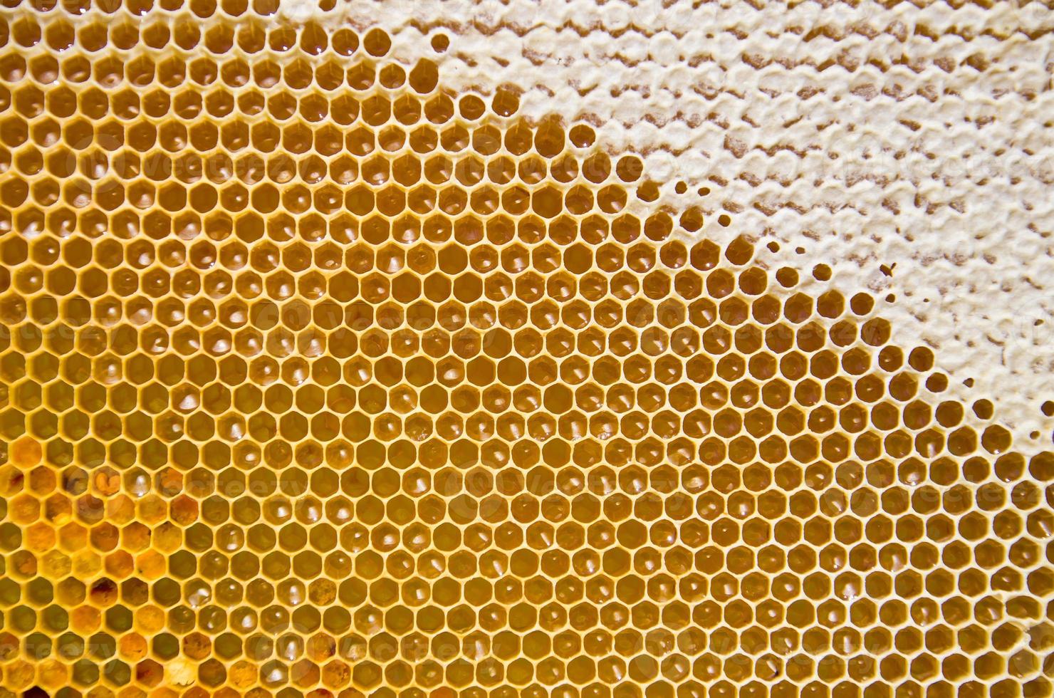 Honeycomb with fresh honey and pollen photo
