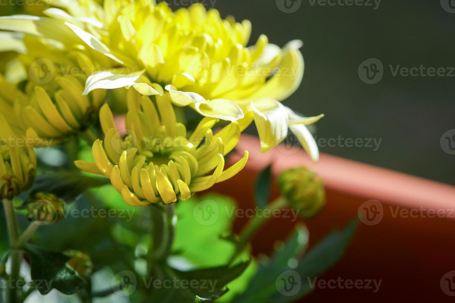 blossom chrysanthemum photo