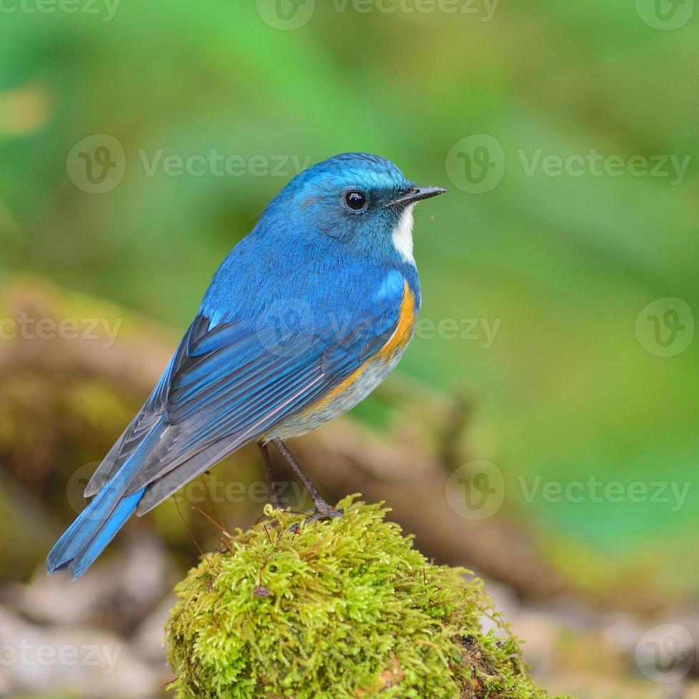 pájaro cola azul del Himalaya foto