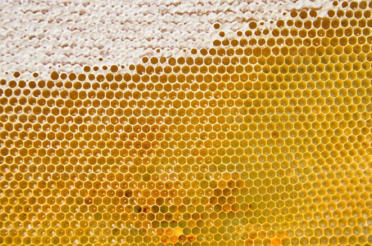 Honeycomb with fresh honey photo