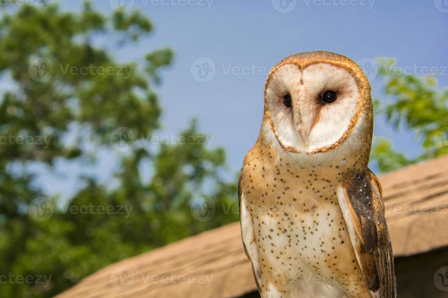 Barn Owl photo