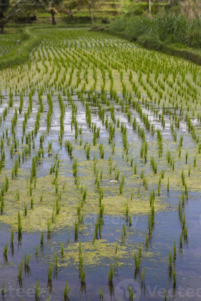arrozales en bali indonesia foto