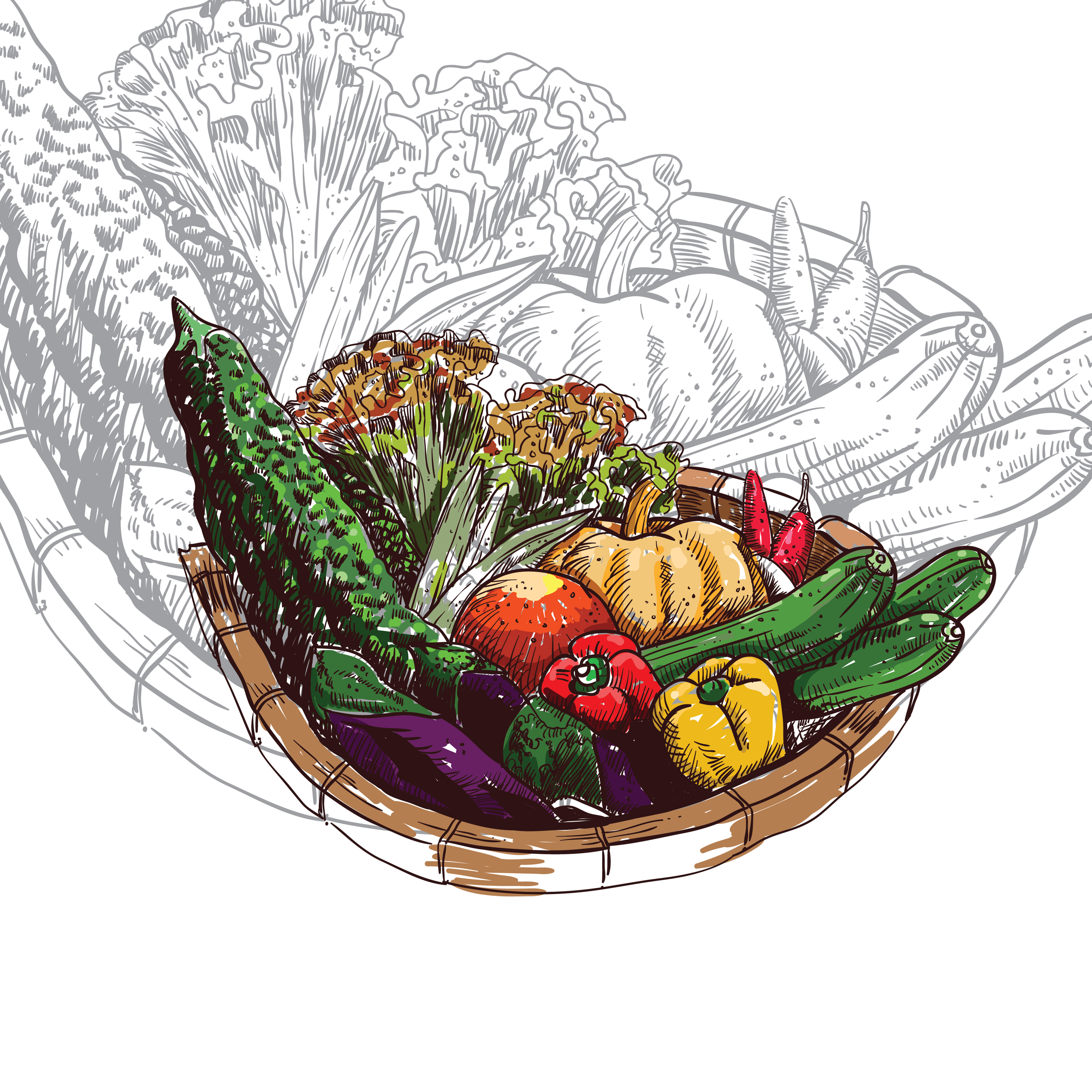 Vegetable basket drawing Cut Out Stock Images & Pictures - Alamy-saigonsouth.com.vn