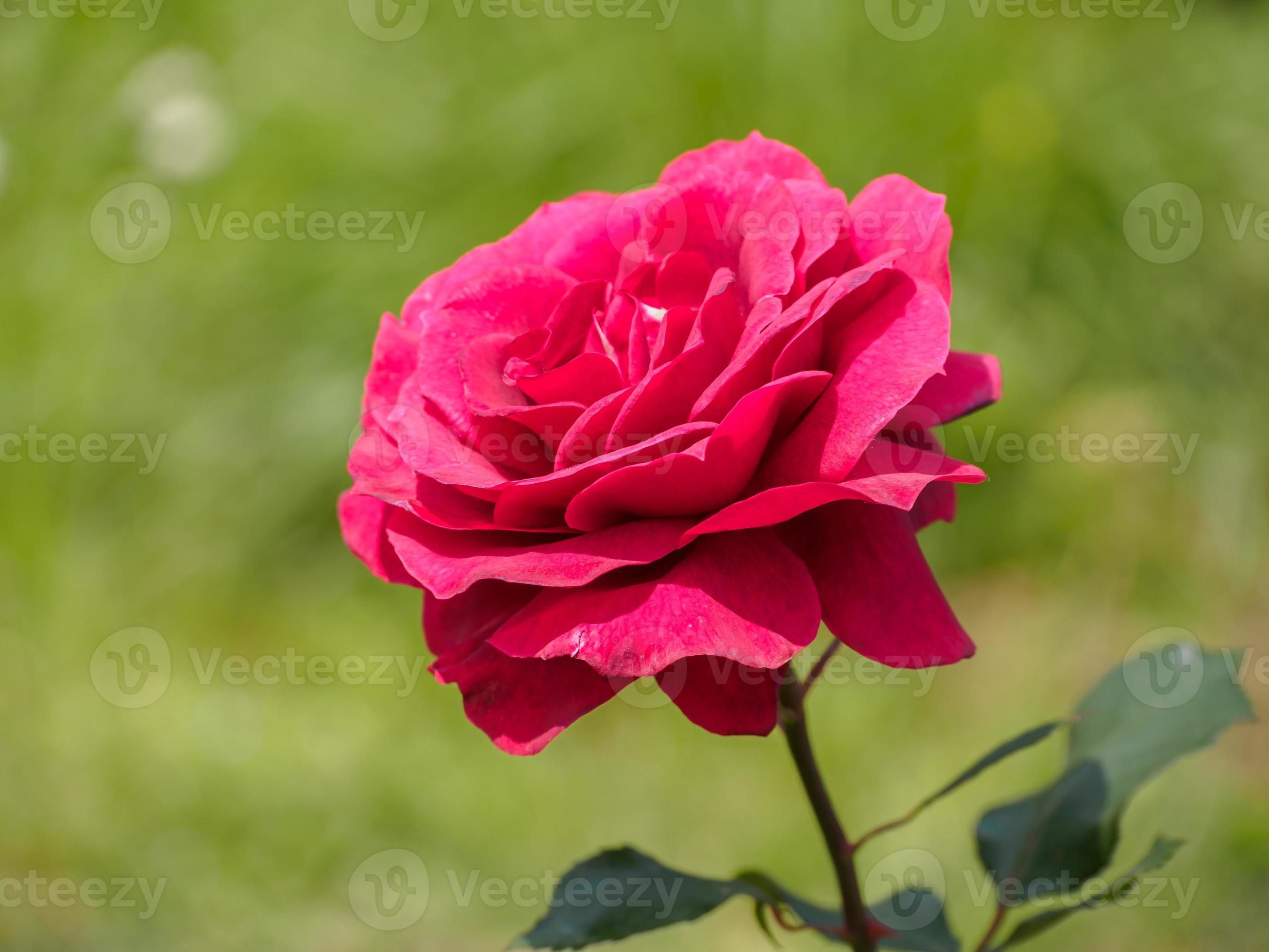Single red rose in the garden, the background is natural. 1109275 Stock  Photo at Vecteezy