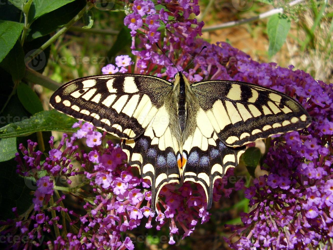 mariposa cola de golondrina foto