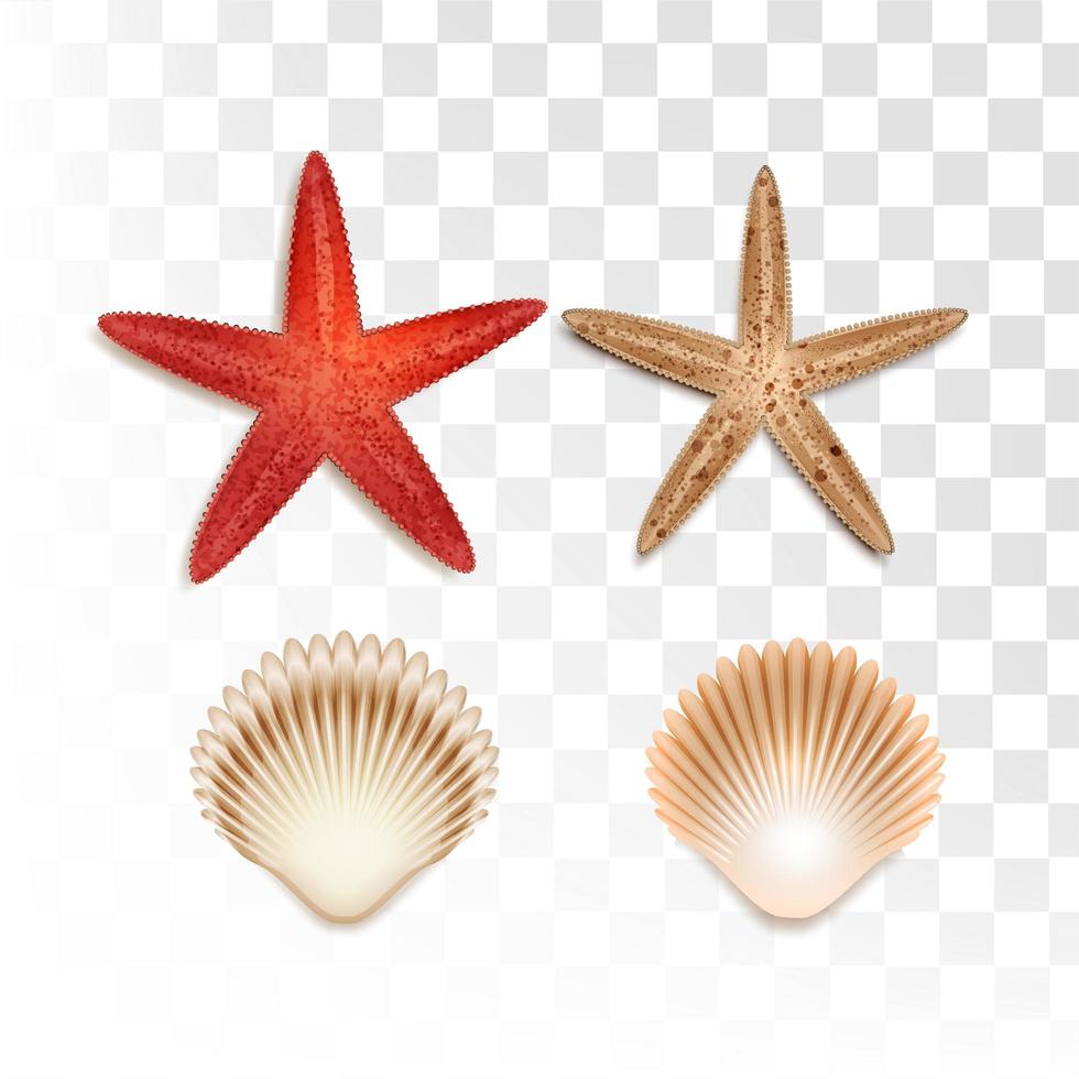 Starfish and shellfish summer element  vector