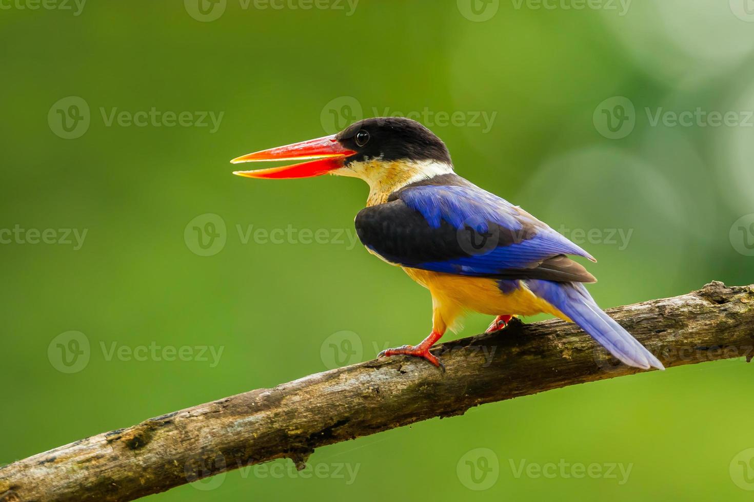 Left side close up of  Black-capped Kingfisher photo