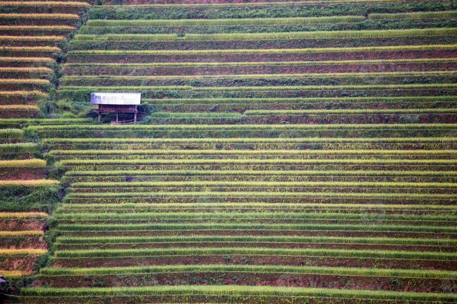 Rice Farm in Vietnam photo