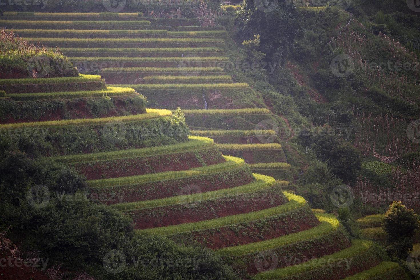granja de arroz en vietnam foto