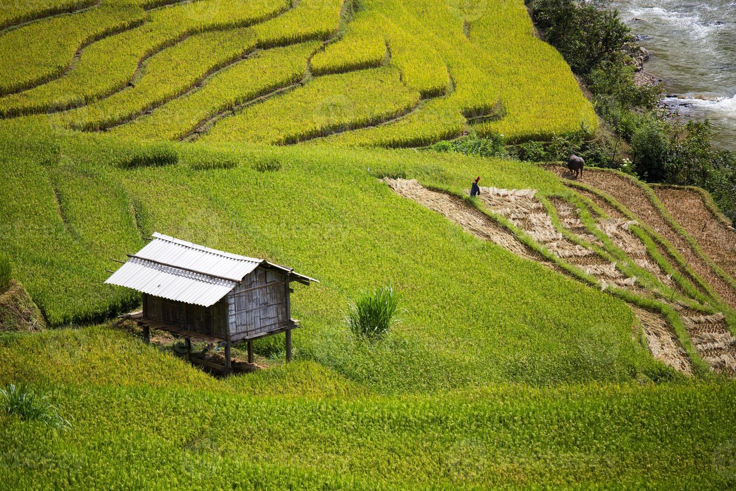 granja de arroz en vietnam foto