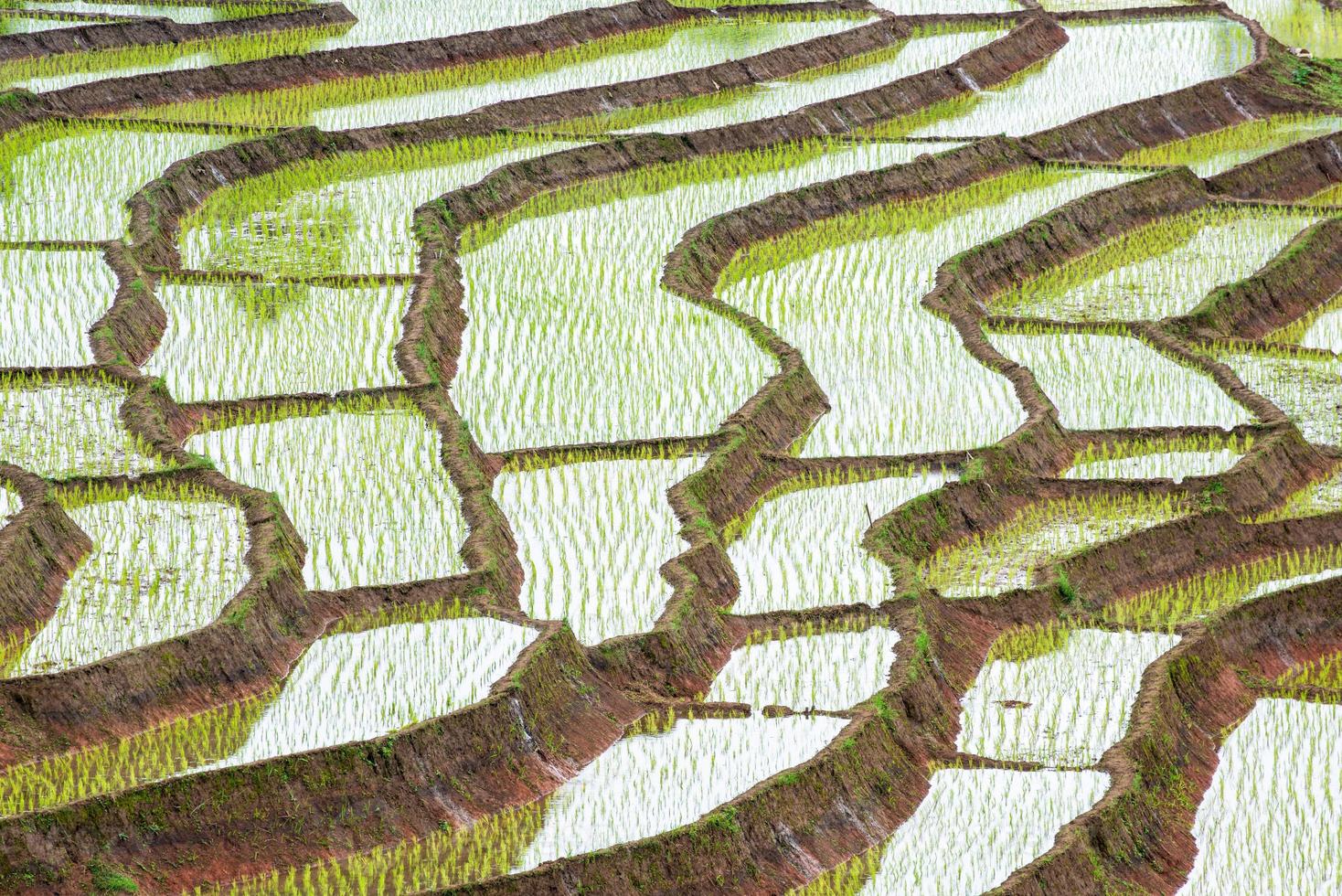 campo de arroz en terrazas en chiangmai al norte de tailandia foto
