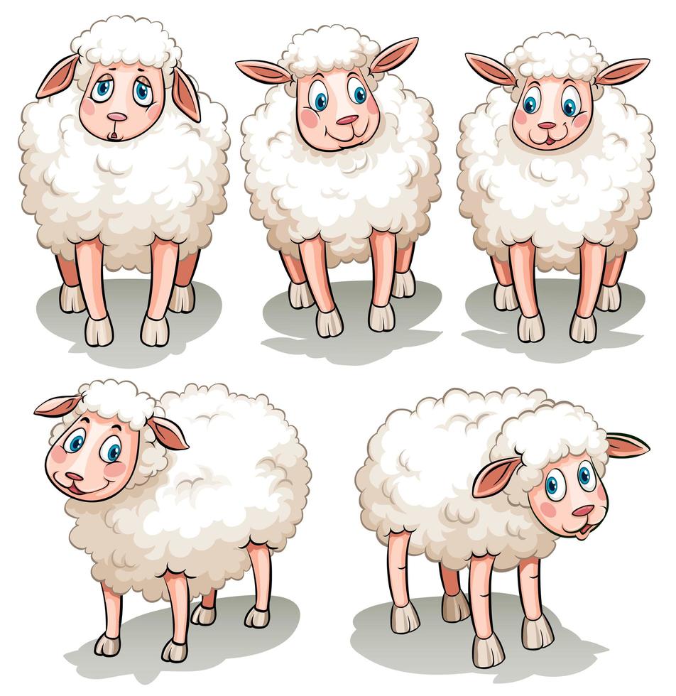 Five White Sheep vector