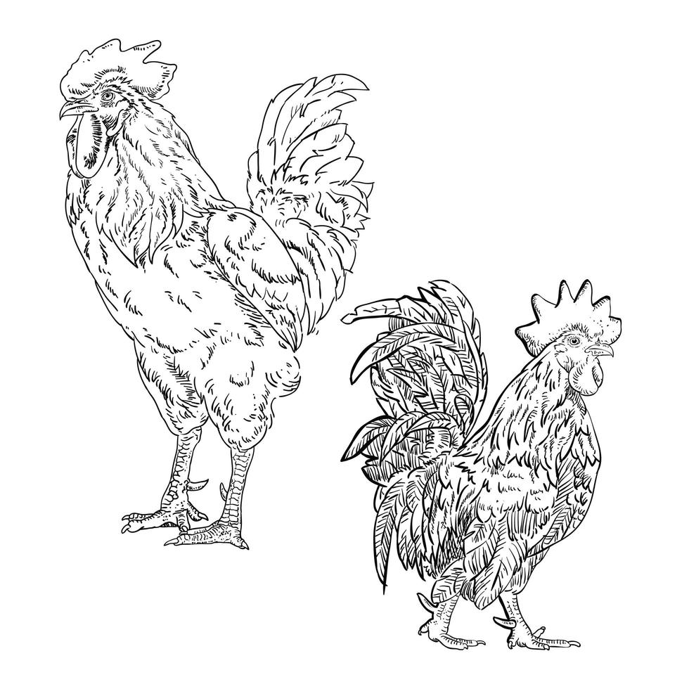 Set of line drawings of roosters vector