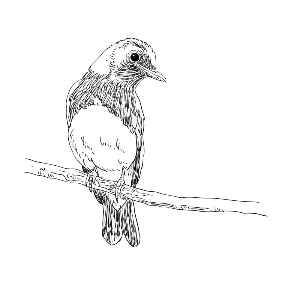 bosquejo de línea de pájaro vector