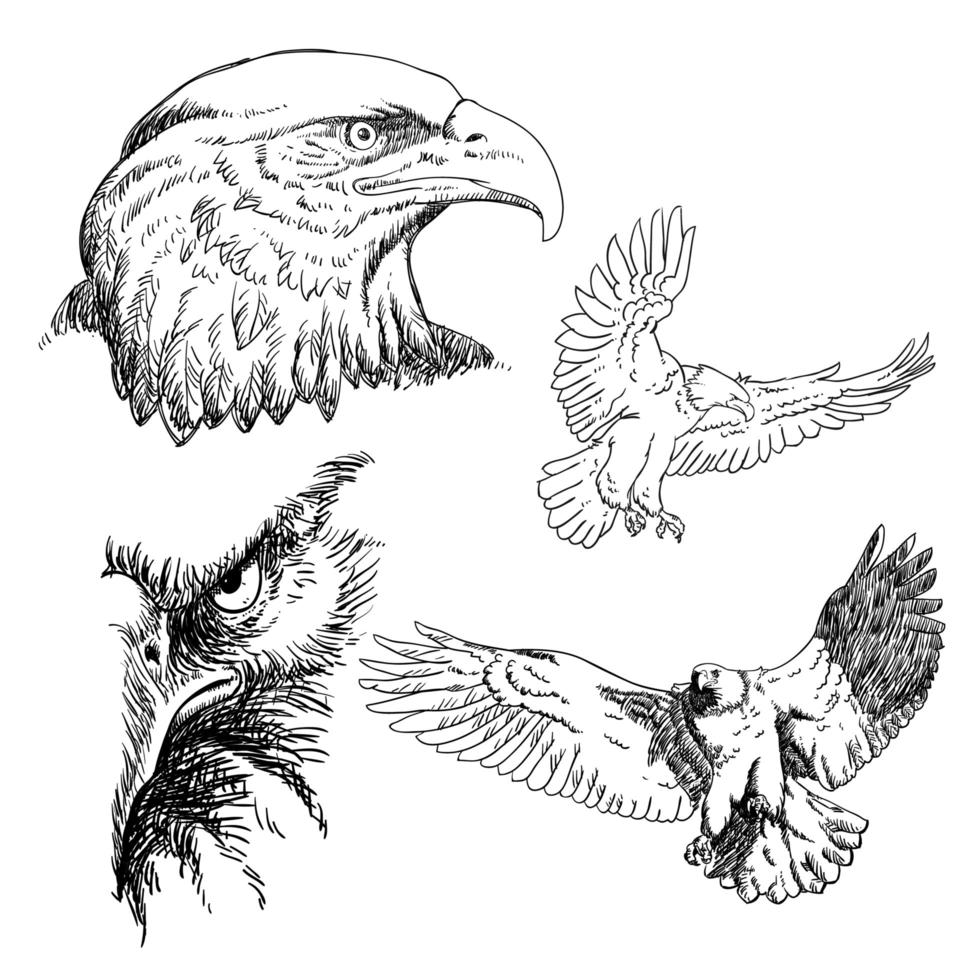 Sketch collection of eagles vector