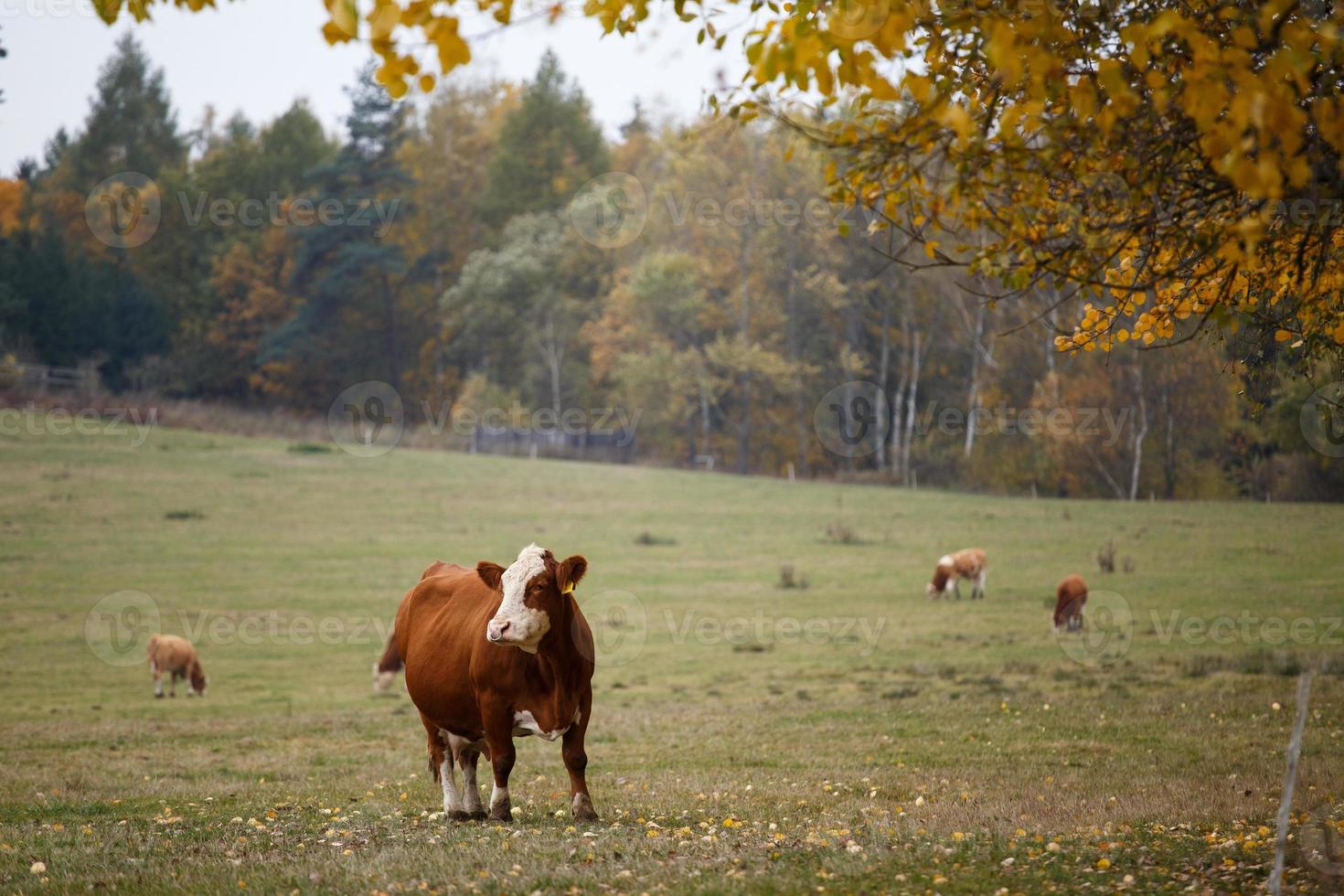 Cows on autumn pasture photo