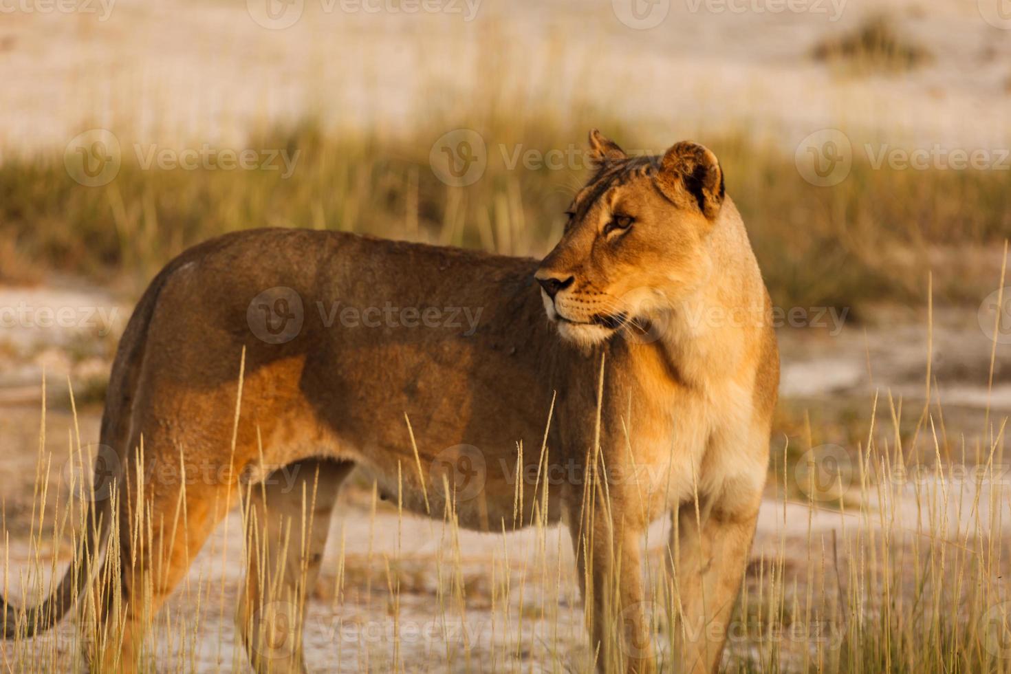 Lioness watches tourists as photographer takes close-up picture photo