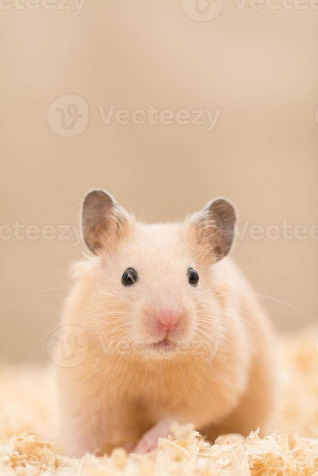 Golden Hamster 1131159 Stock Photo At Vecteezy