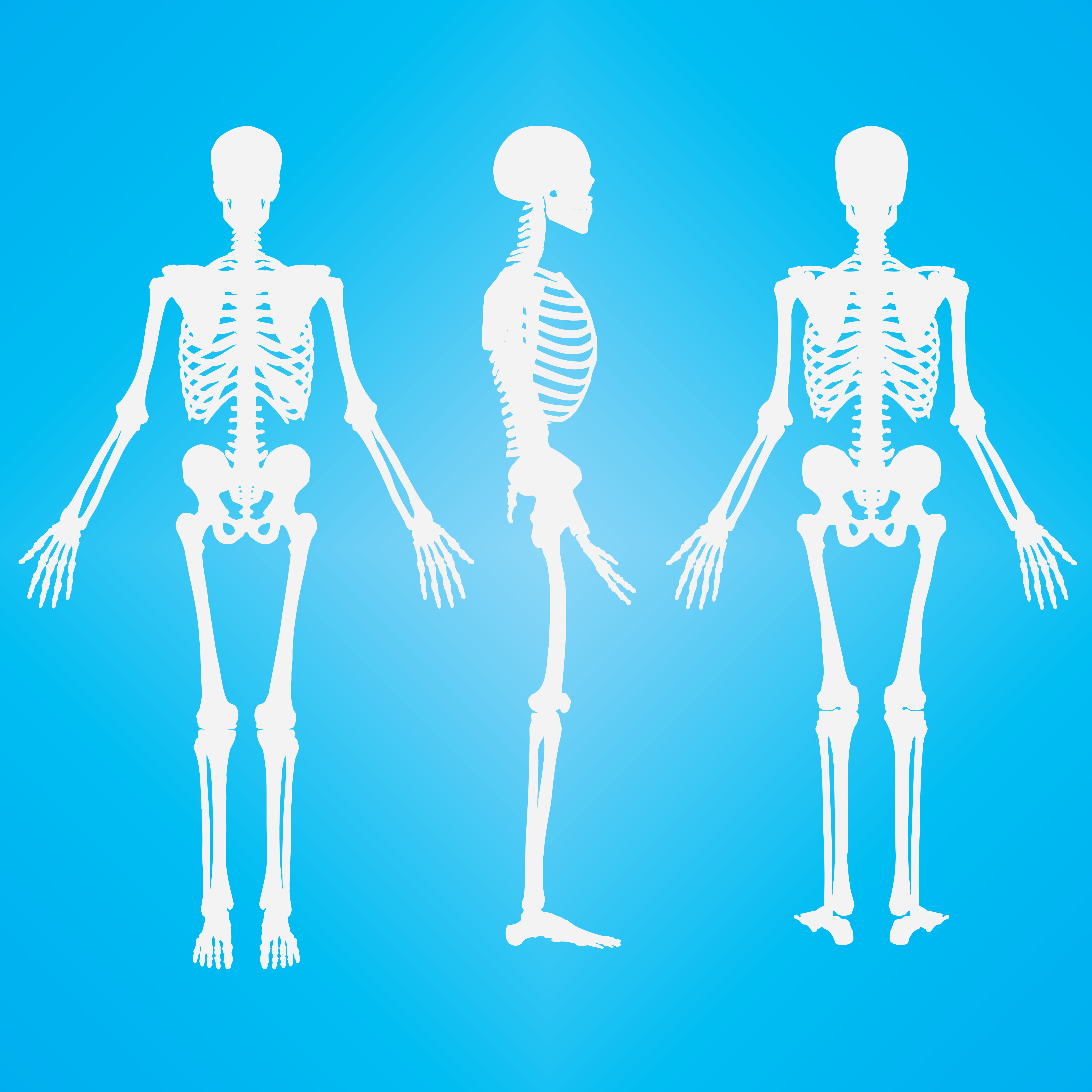Download Human skeleton silhouette white color - Download Free Vectors, Clipart Graphics & Vector Art