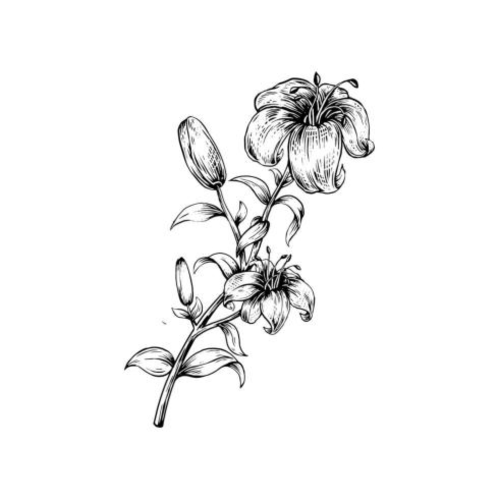 Realistic hand drawn lily flower vector