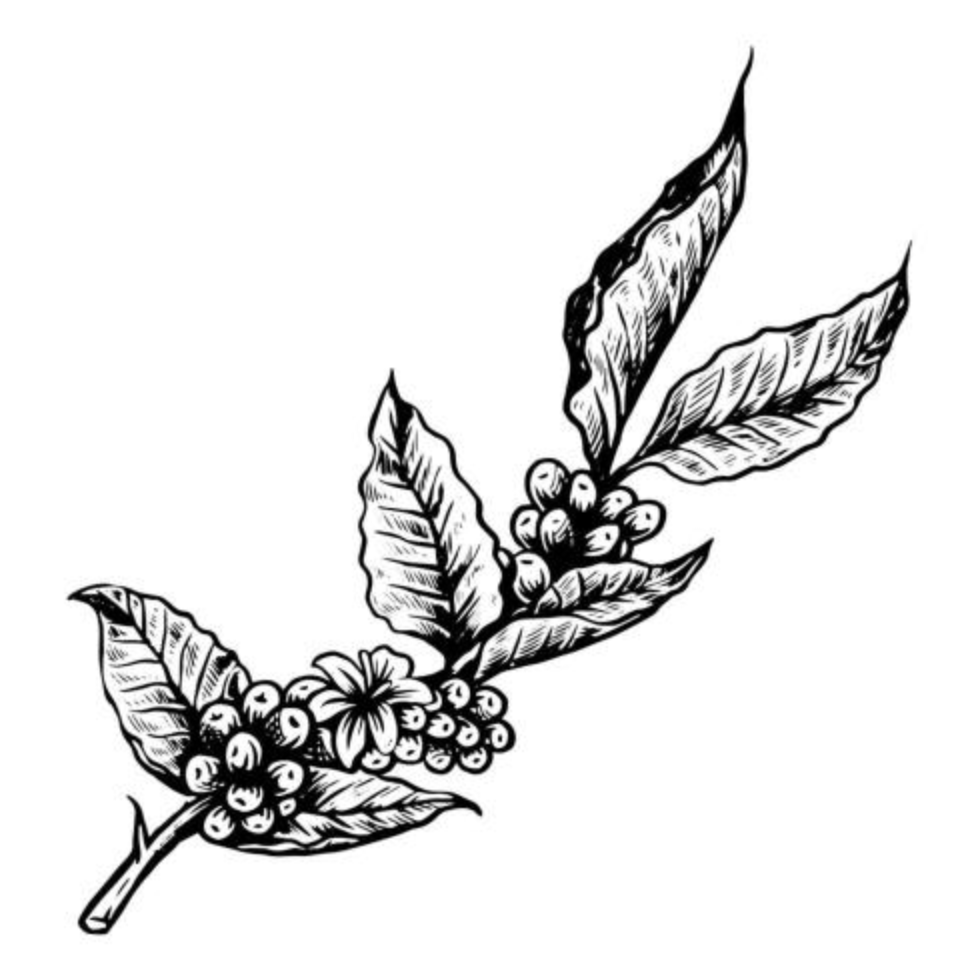 Coffee beans on branch in engraving style vector