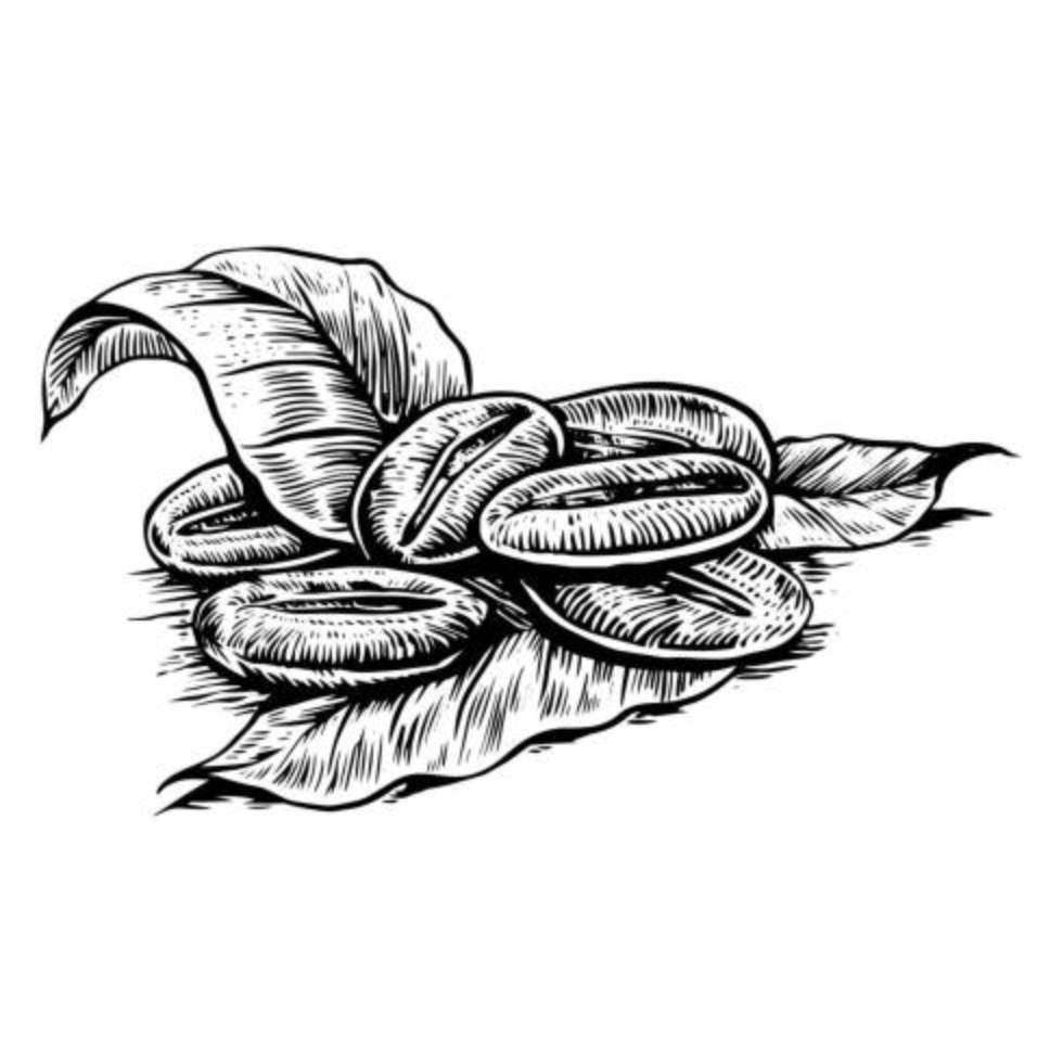 Coffee beans and leaf in engraving style vector