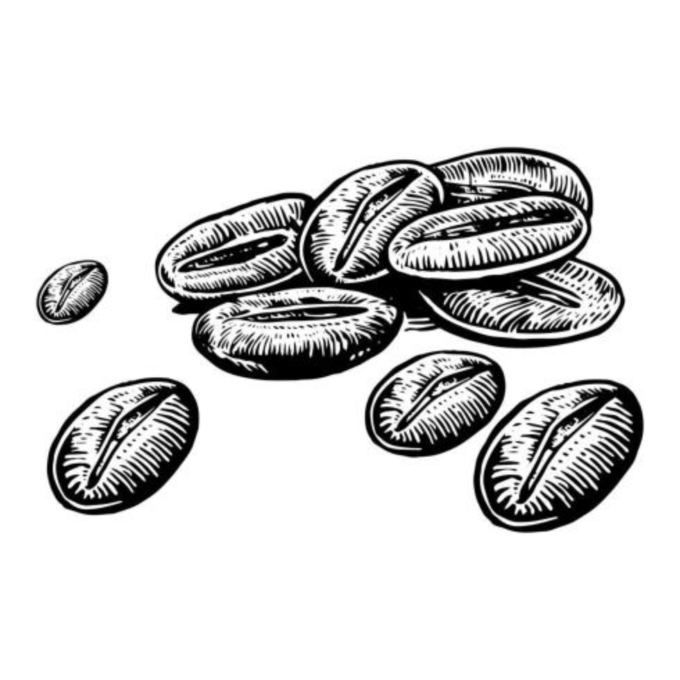 Coffee beans in engraving style vector