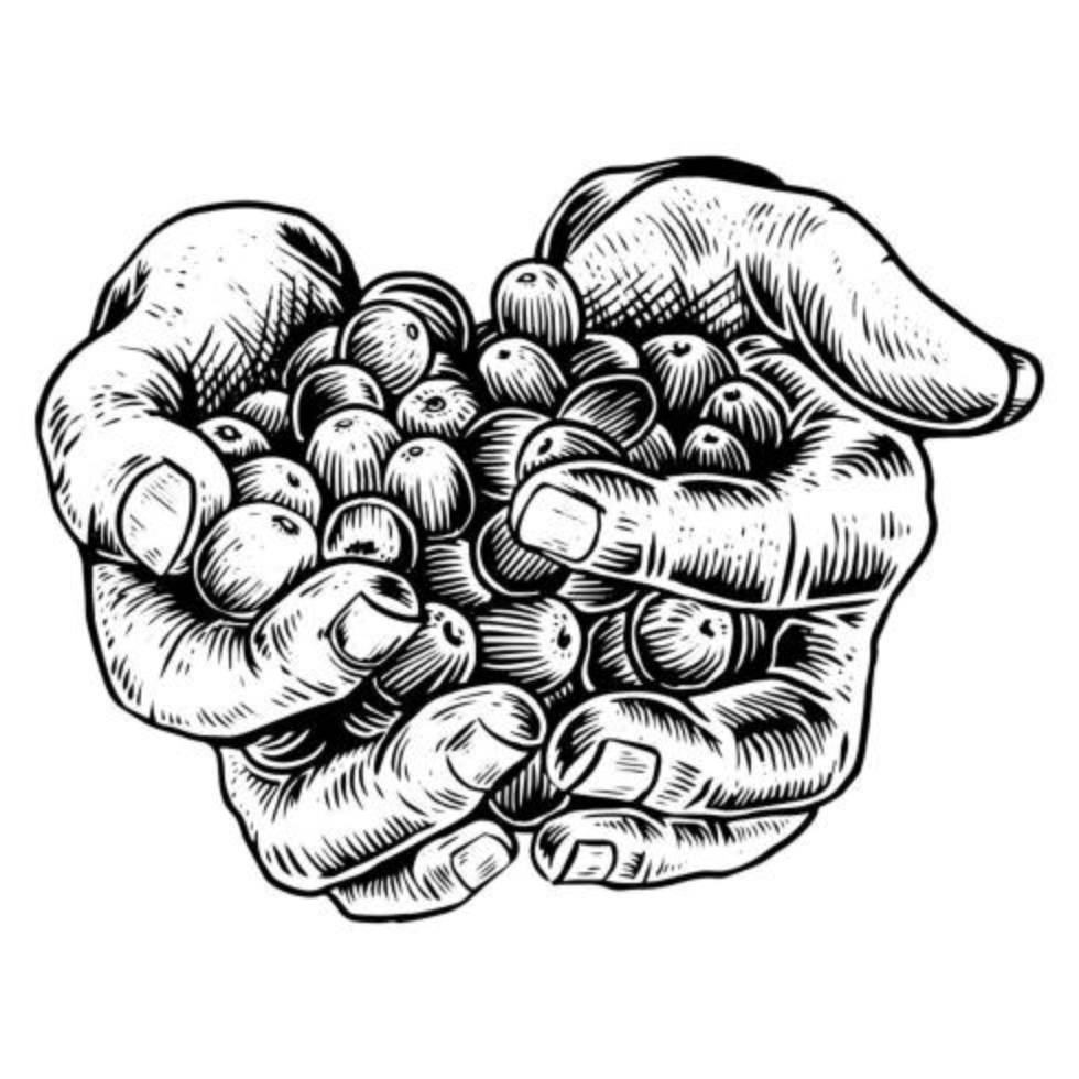 Hand with coffee beans design vector