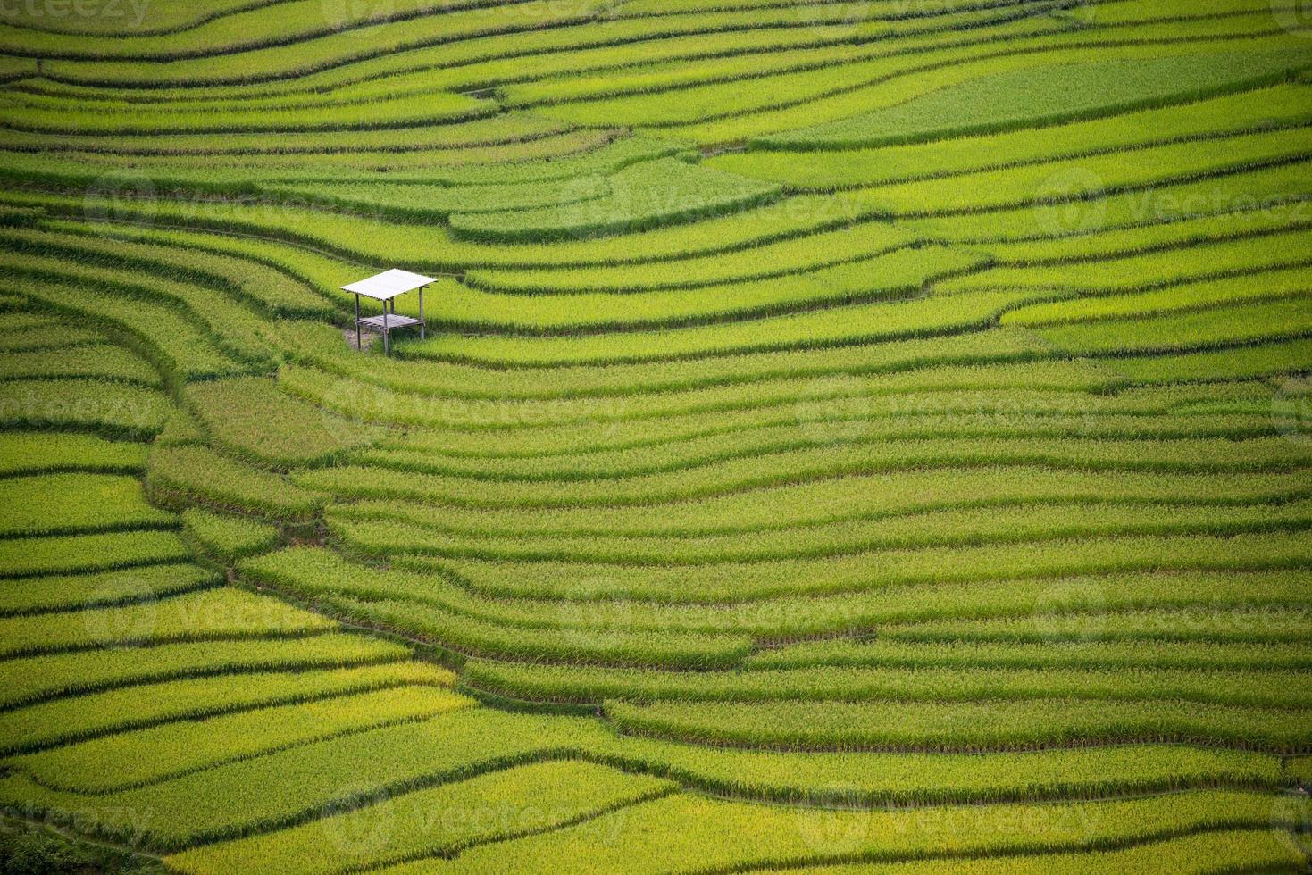 Rice farm Vietnam photo