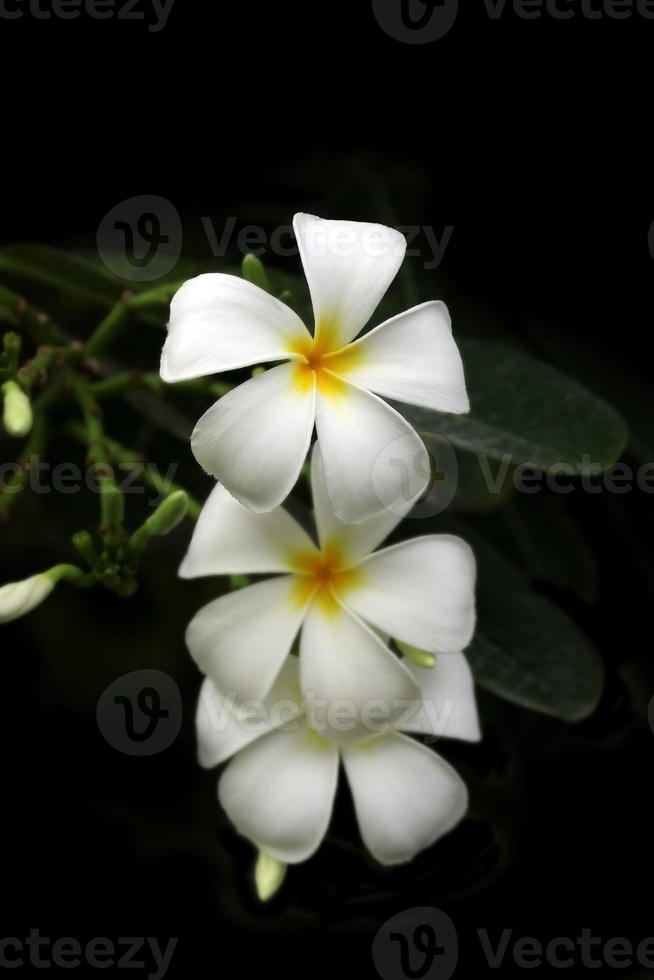 flor de plumeria blanca foto