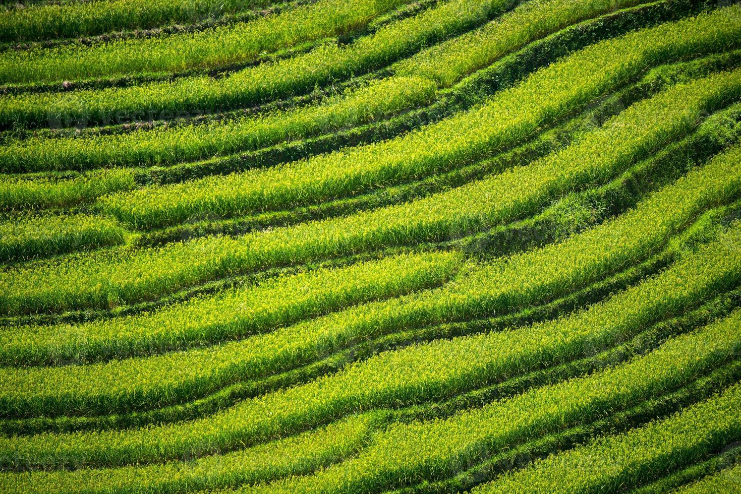 terraza de arroz en vietnam foto