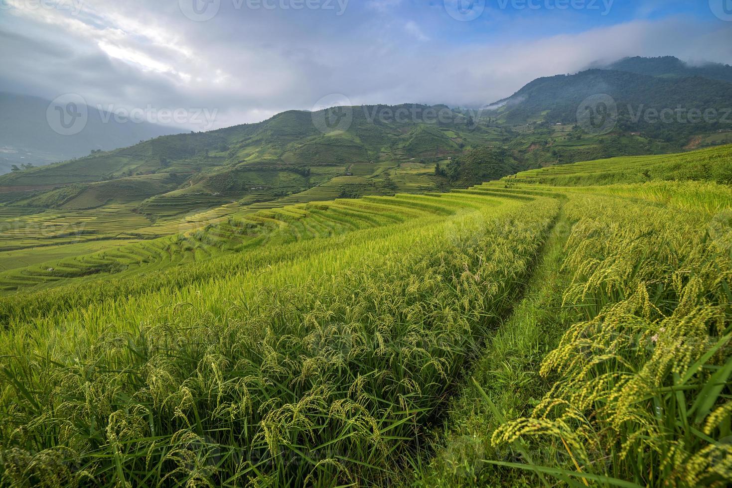 Rice terrace in Vietnam photo