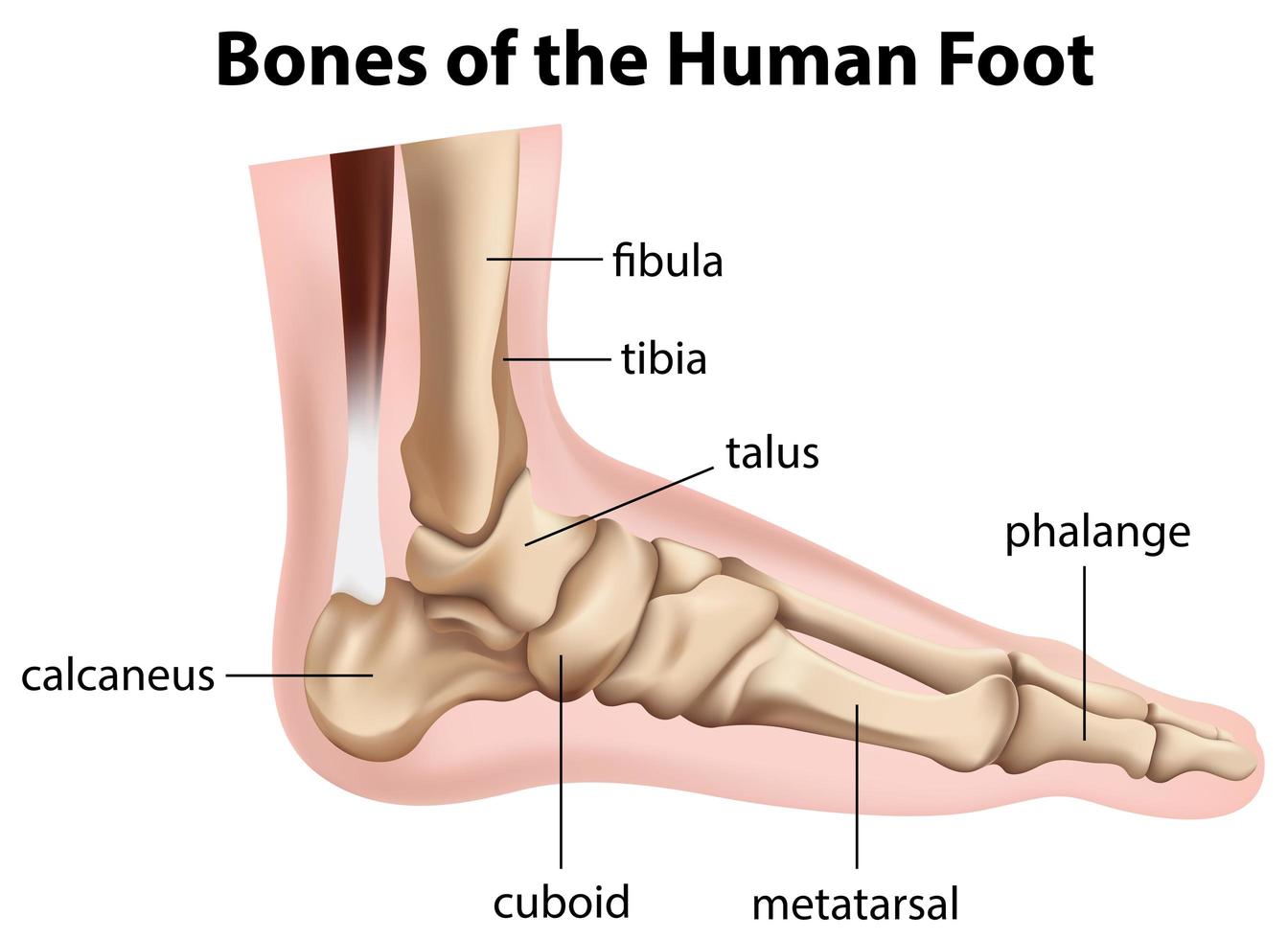 Bones of the human foot diagram  vector