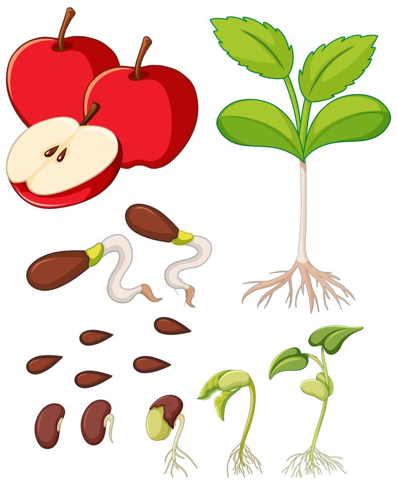 Manzanas rojas con semillas y diagrama de crecimiento de árboles vector