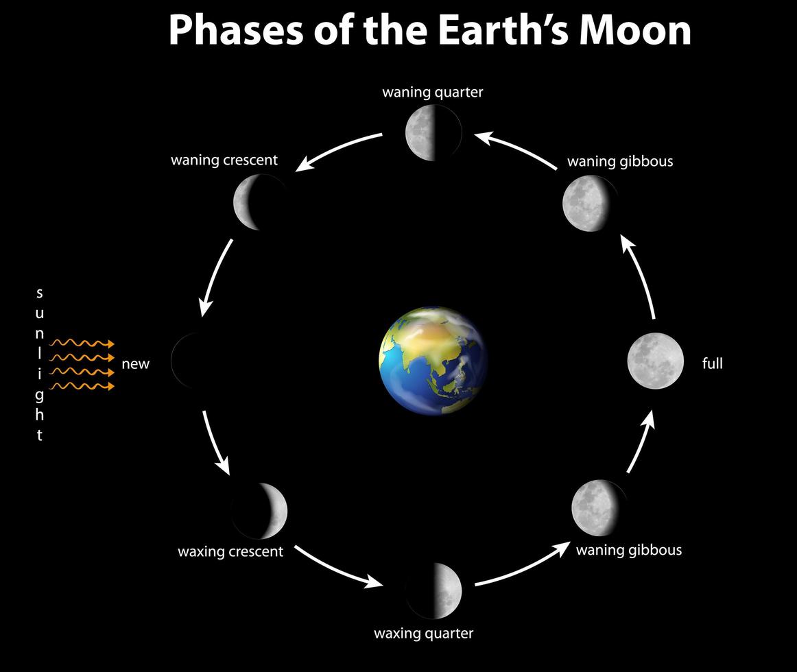 Diagram showing phases of earth moon vector