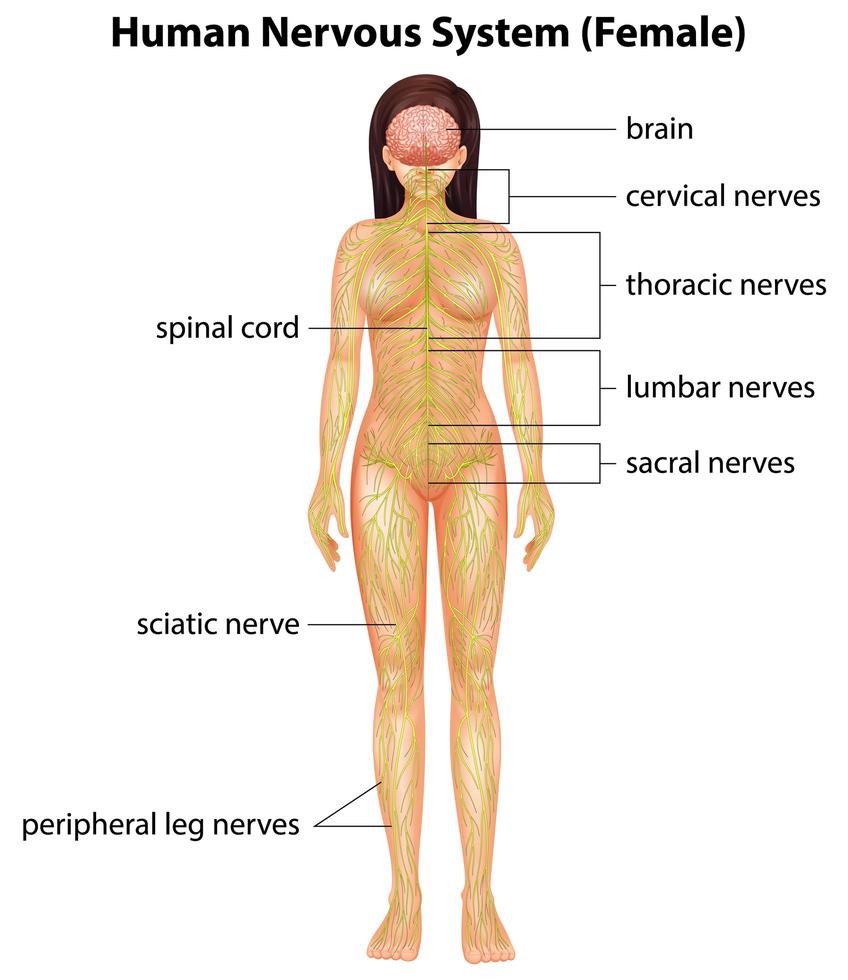 gráfico del sistema nervioso humano vector