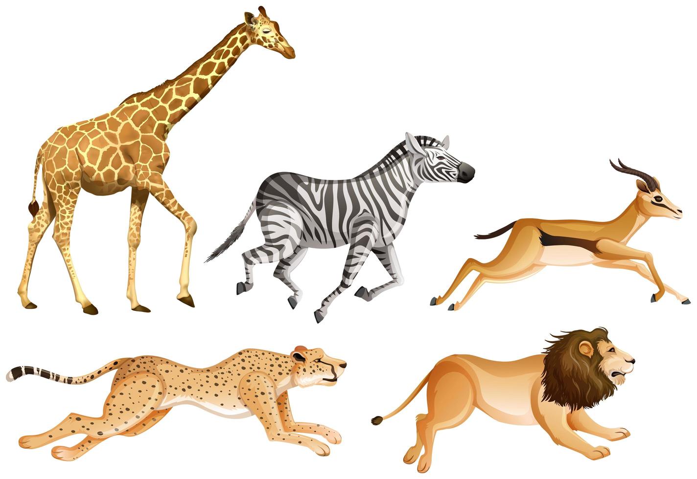 Set of safari animals on white background vector