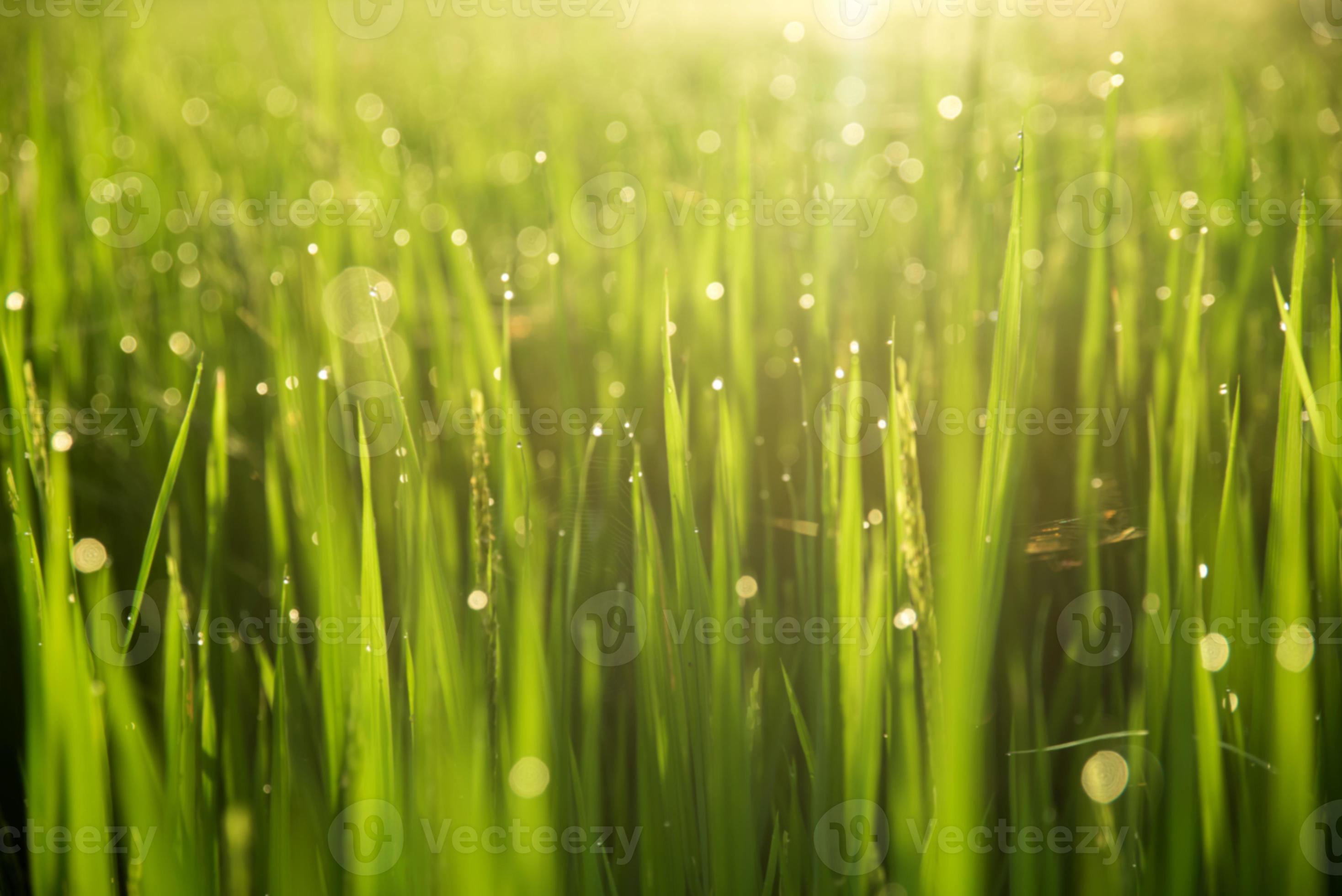 Blur Paddy rice field in the morning background 1142732 Stock Photo at  Vecteezy
