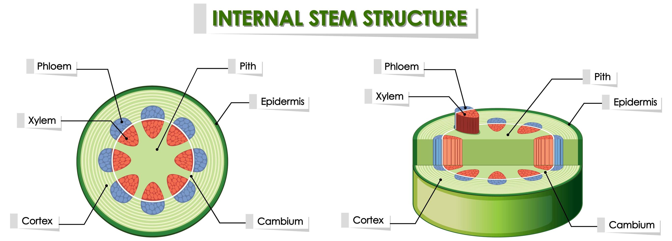 Diagram showing internal plant stem structure vector