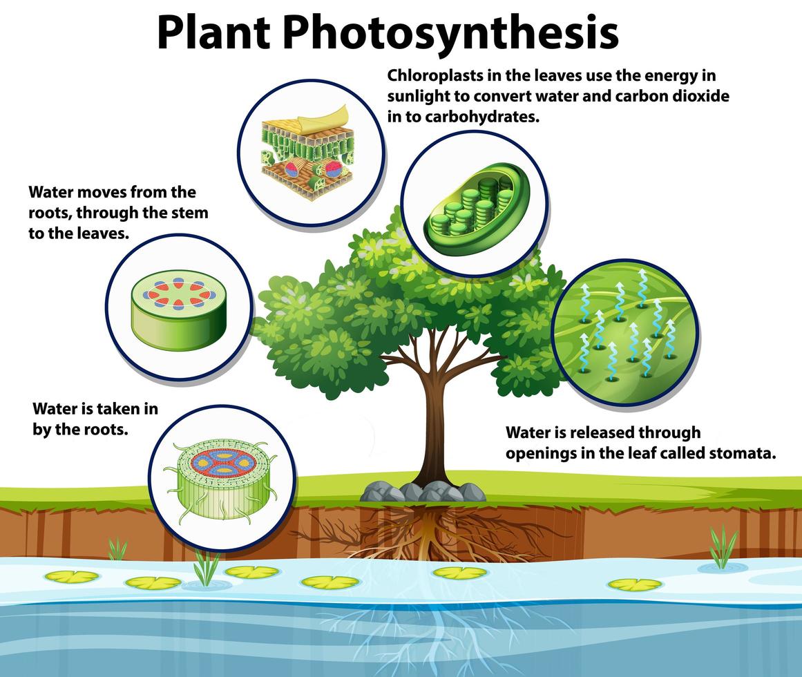 Diagram showing plant photosynthesis vector