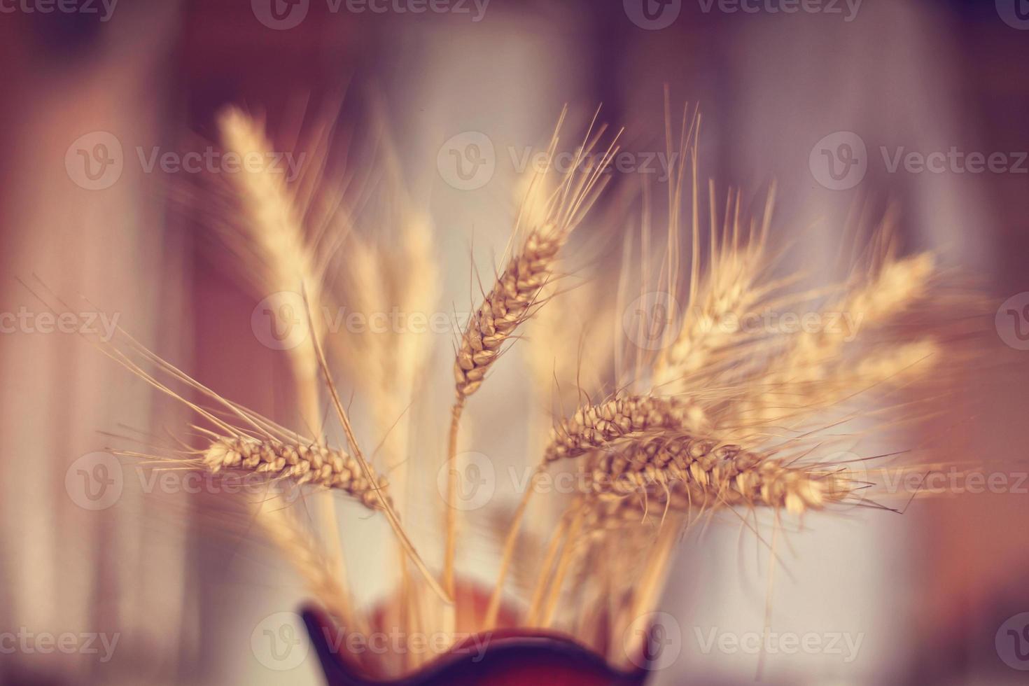 Wheat in a vase photo
